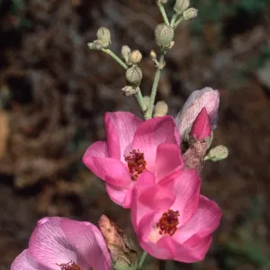 Malacothamnus, Santa Barbara Botanic Garden