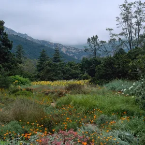 meadow, Santa Barbara Botanic Garden 