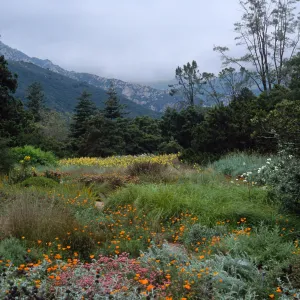 meadow, Santa Barbara Botanic Garden
