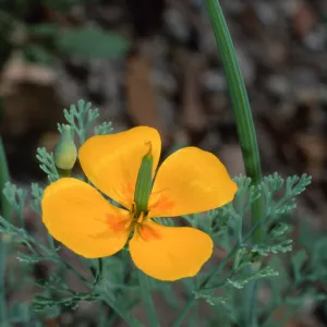 Eschscholzia (California Poppy) , Santa Barbara Botanic Garden