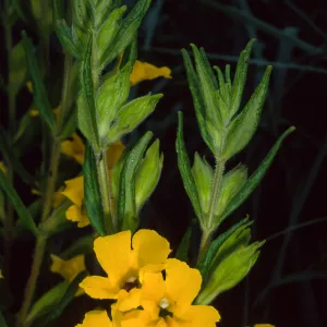 Mimulus, Santa Barbara Botanic Garden