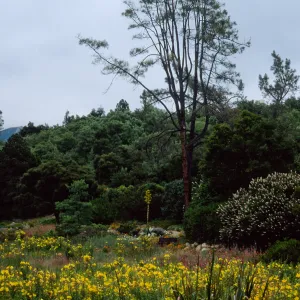 Aesculus (Buckeye), Agave (Century Plant), Oenothera, meadow, Santa Barbara Botanic Garden