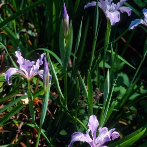 Iris douglasiana, Santa Barbara Botanic Garden