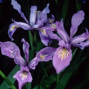 Iris douglasiana, Santa Barbara Botanic Garden