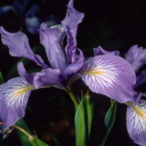 Iris douglasiana, Santa Barbara Botanic Garden