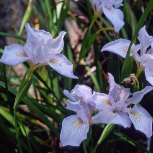 Iris douglasiana, Santa Barbara Botanic Garden