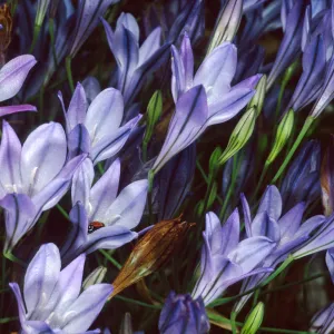 Triteleia laxa, Santa Barbara Botanic Garden