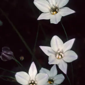 Triteleia hyacinthina, Porter Trail, Santa Barbara Botanic Garden