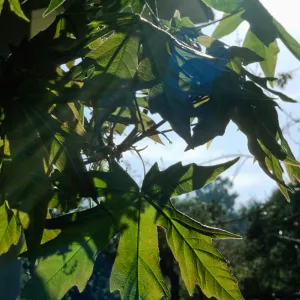 Acer macrophyllum, Santa Barbara Botanic Garden