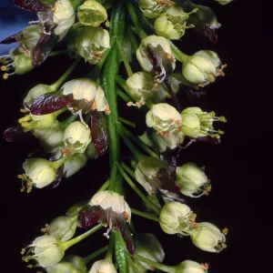 Acer macrophyllum, Santa Barbara Botanic Garden