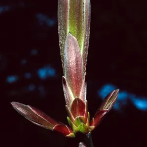Acer macrophyllum, Santa Barbara Botanic Garden