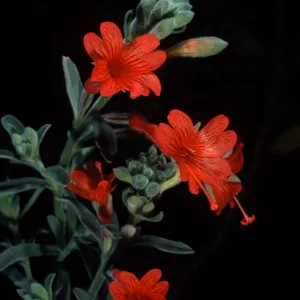 Zaushcneria californica, Santa Barbara Botanic Garden