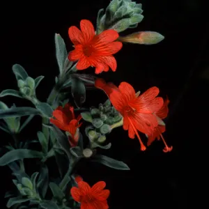 Zaushcneria californica, Santa Barbara Botanic Garden