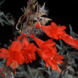 Zaushcneria californica, Santa Barbara Botanic Garden