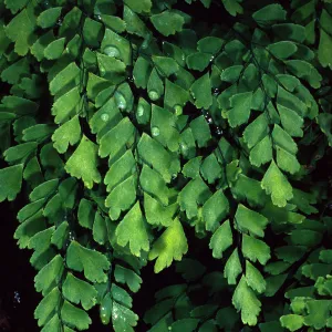 Adiantum capillus-venerus, Arroyo Section, Santa Barbara Botanic Garden