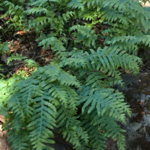 Polypodium californicum, Santa Barbara Botanic Garden