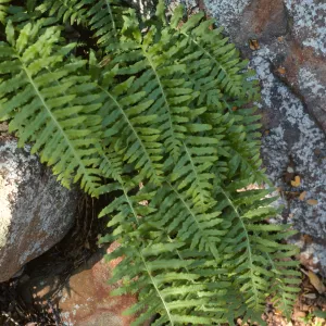 Polypodium californicum, Santa Barbara Botanic Garden