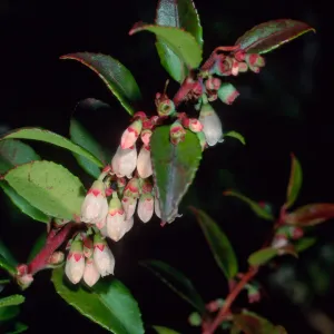 Vaccinium ovatum, Arroyo Section, Santa Barbara Botanic Garden