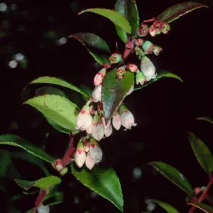 Vaccinium ovatum, Arroyo Section, Santa Barbara Botanic Garden