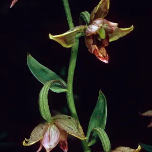 Epipactis gigantea, Arroyo Section, Santa Barbara Botanic Garden