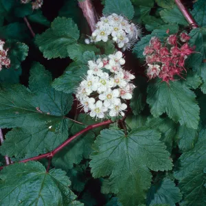 Physocarpus capitatus, Arroyo Section, Santa Barbara Botanic Garden
