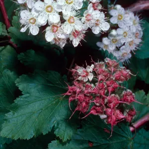 Physocarpus capitatus, Arroyo Section, Santa Barbara Botanic Garden