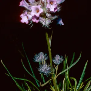 Eriodictylon capitatum, Santa Barbara Botanic Garden