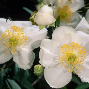 Carpinteria californica, Santa Barbara Botanic Garden