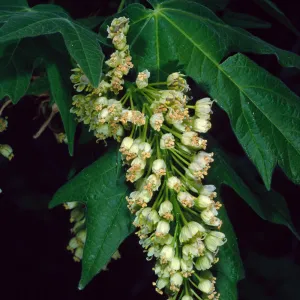 Acer Macrophyllum, West fork of Cold Springs Trail, Santa Ynez Mountains