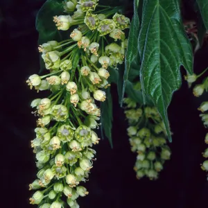 Acer Macrophyllum, West fork of Cold Springs Trail, Santa Ynez Mountains