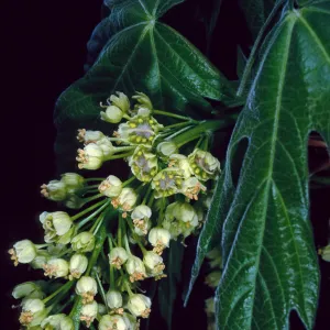 Acer Macrophyllum, West fork of Cold Springs Trail, Santa Ynez Mountains