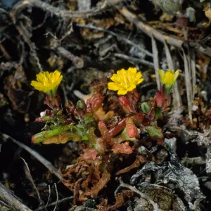 Malacothrix indecora, SJ #6056, San MIguel Island