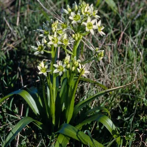Zigadenus fremontii, East of campground, San MIguel Island