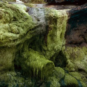 Algae at freshwater seep, Charcoal Cove, West end of Simonton Beach, San Miguel Island