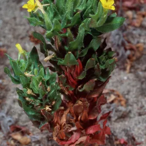 Camissonia guadalupensis ssp. clementina, Northwest dunes, San Clemente Island