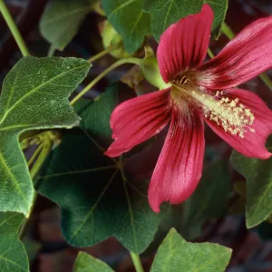 Lavatera assurgentiflora ssp. glabra, North of airstrip, San Clemente Island