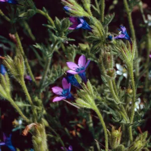 Gilia nevinii, near field station, San Clemente Island