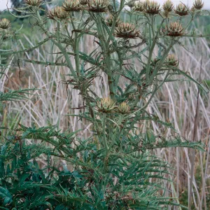 Cynara, SN-147, Building 120, Tufts Road, San Nicolas Island