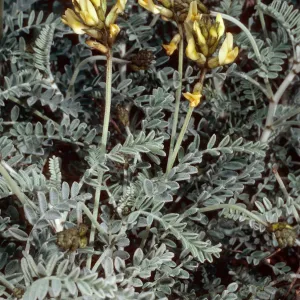 Astragalus traskiae, terrace, San Nicolas Island