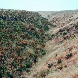 Cave Canyon, Santa Barbara Island