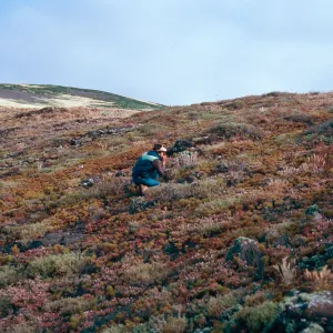 Marla, Dudleya traskiae habitat, West of Cat Canyon, Santa Barbara Island