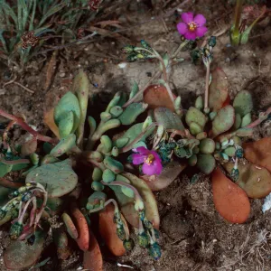 Calandrinia maritima, East of Cat Canyon, Santa Barbara Island