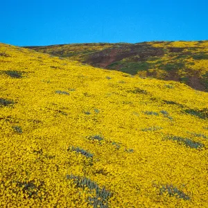 Lasthenia, Cliff Canyon, Santa Barbara Island