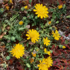 Malacothrix philbrickii, head of Cliff Canyon, Santa Barbara Island
