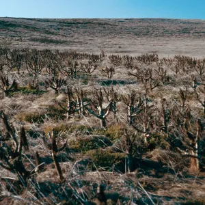 Coreopsis, head of Graveyard Canyon, Santa Barbara Island