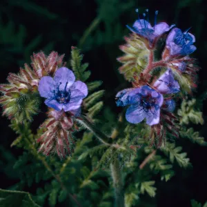 Phacelia distans, Cave Canyon, Santa Barbara Island
