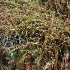 Aphanisma blitoides, campground/Saddle Trail, Santa Barbara Island