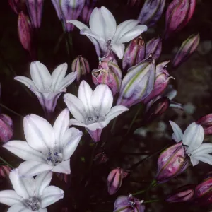 Triteleia, Tota Canyon, note: Navy Report, San Clemente Island