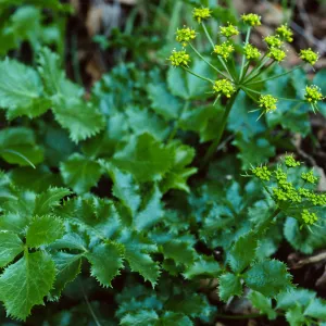 Tauschia arguta, Tunnel Trail, Santa Barbara County