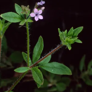 Allophyllum, West Camino Cielo, near Refugio Road, Santa Barbara County
